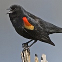 570_Red-winged Blackbird